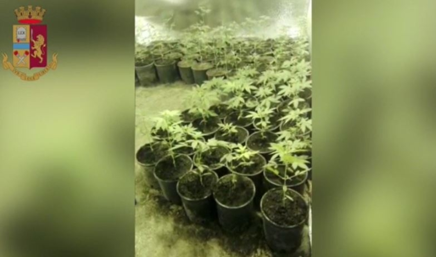 san-severo-marijuana