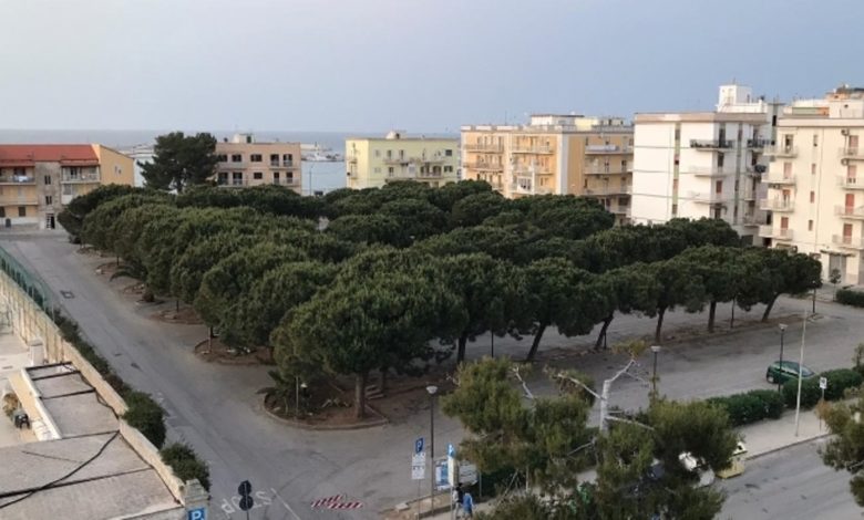 vieste-pini-abbattimento