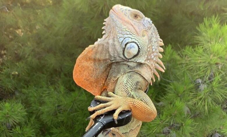 foggia iguana