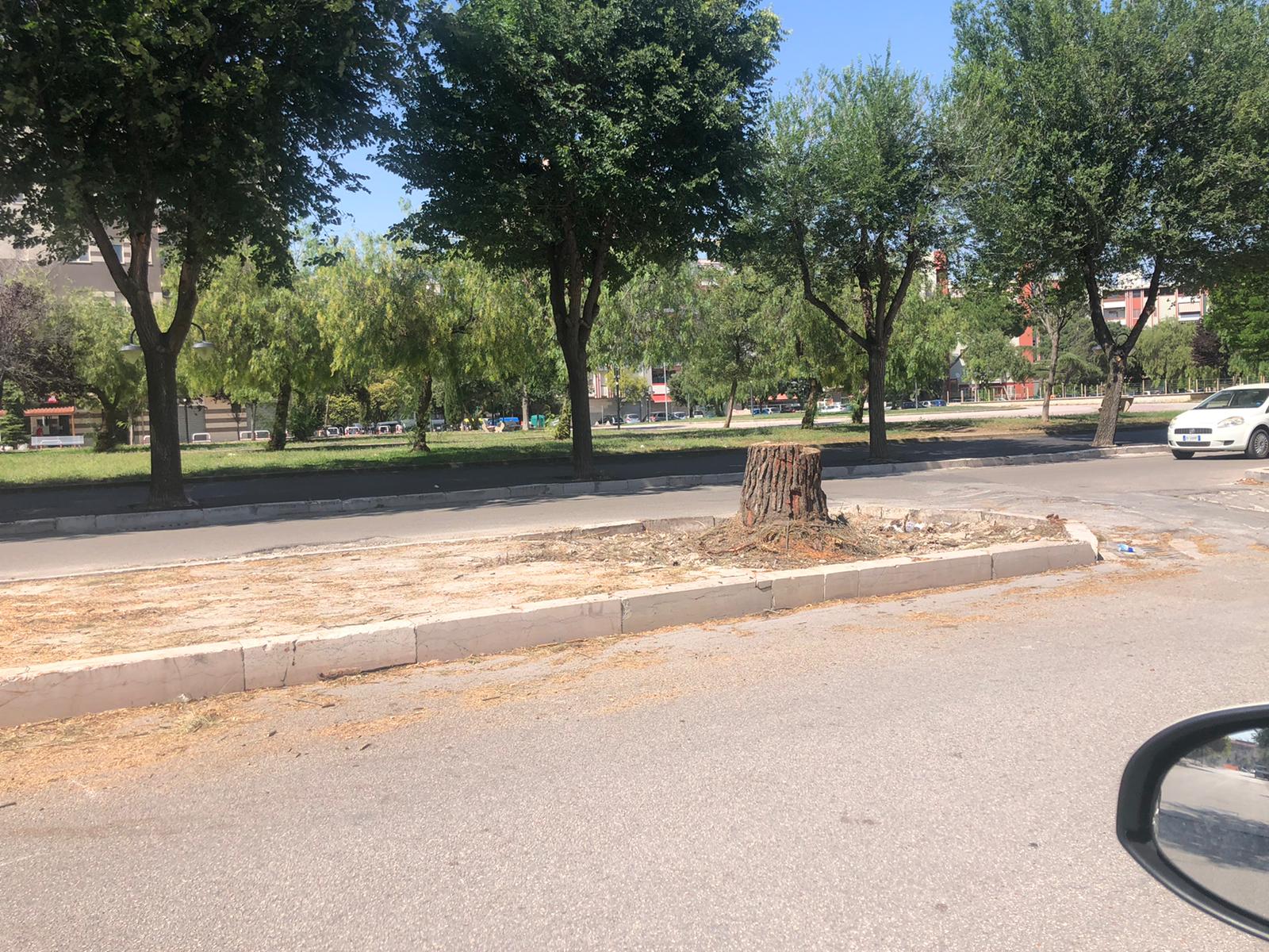 foggia-pini-abbattuti