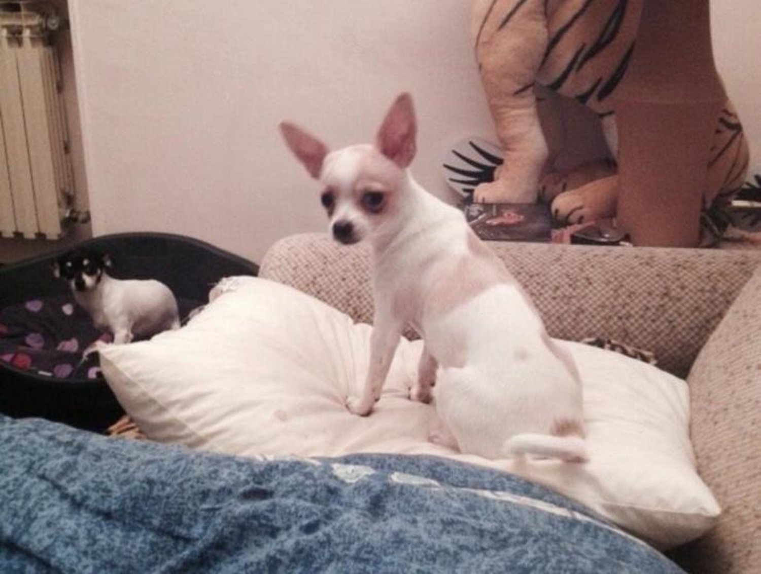 cane-foggia-scomparso