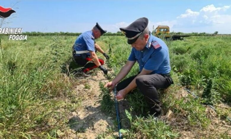 piantagione cannabis trinitapoli