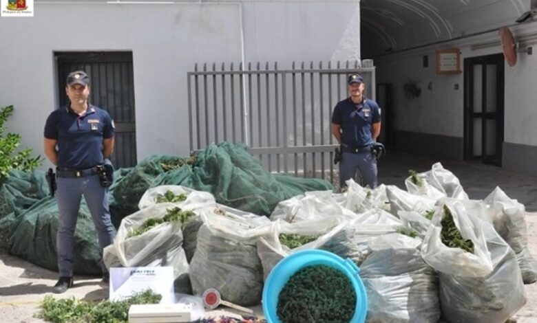 san-severo-quattro-arresti-marijuana