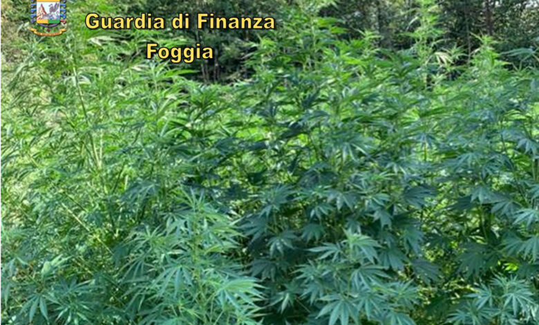 sequestro piante canapa