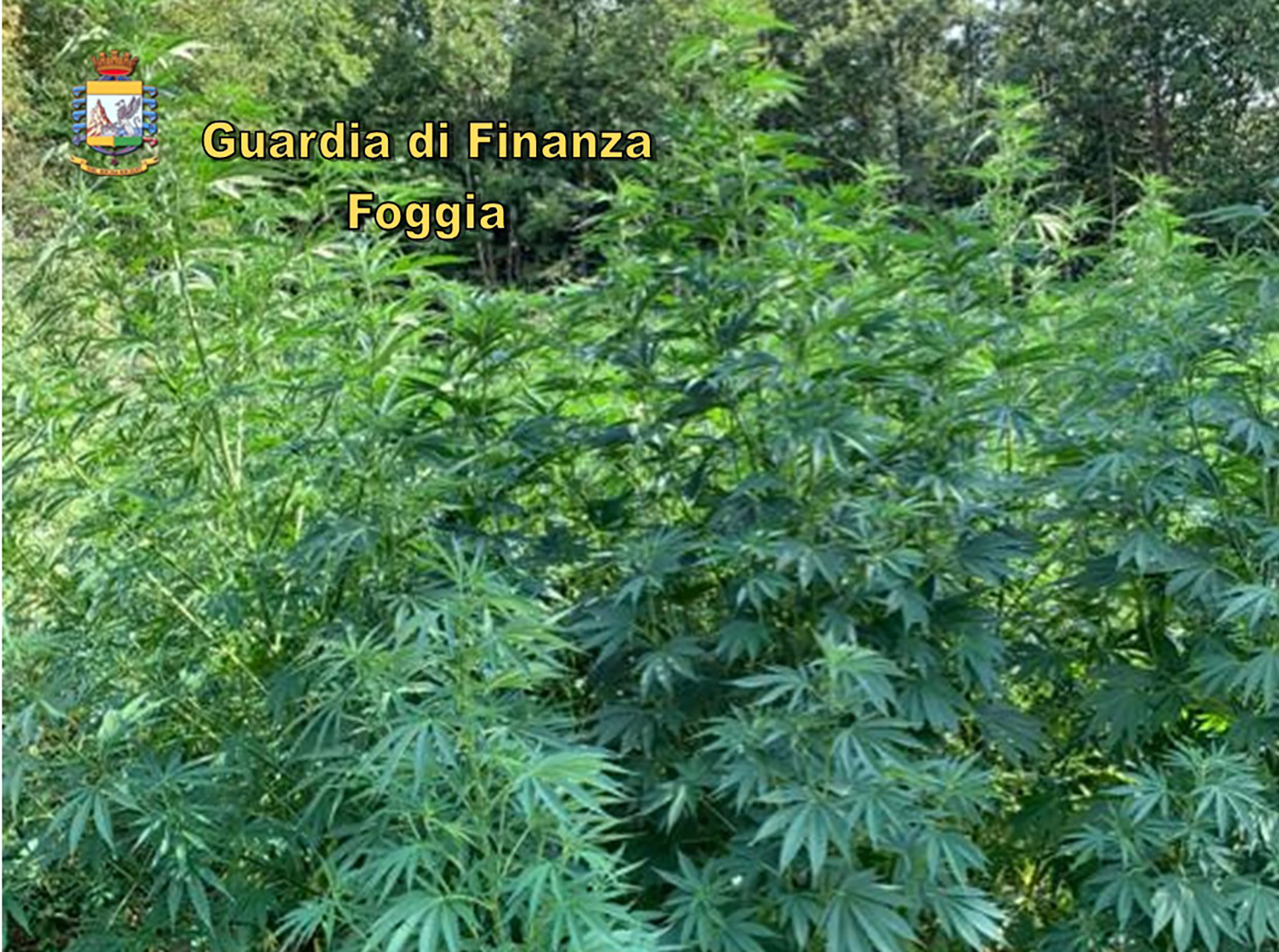 sequestro piante canapa