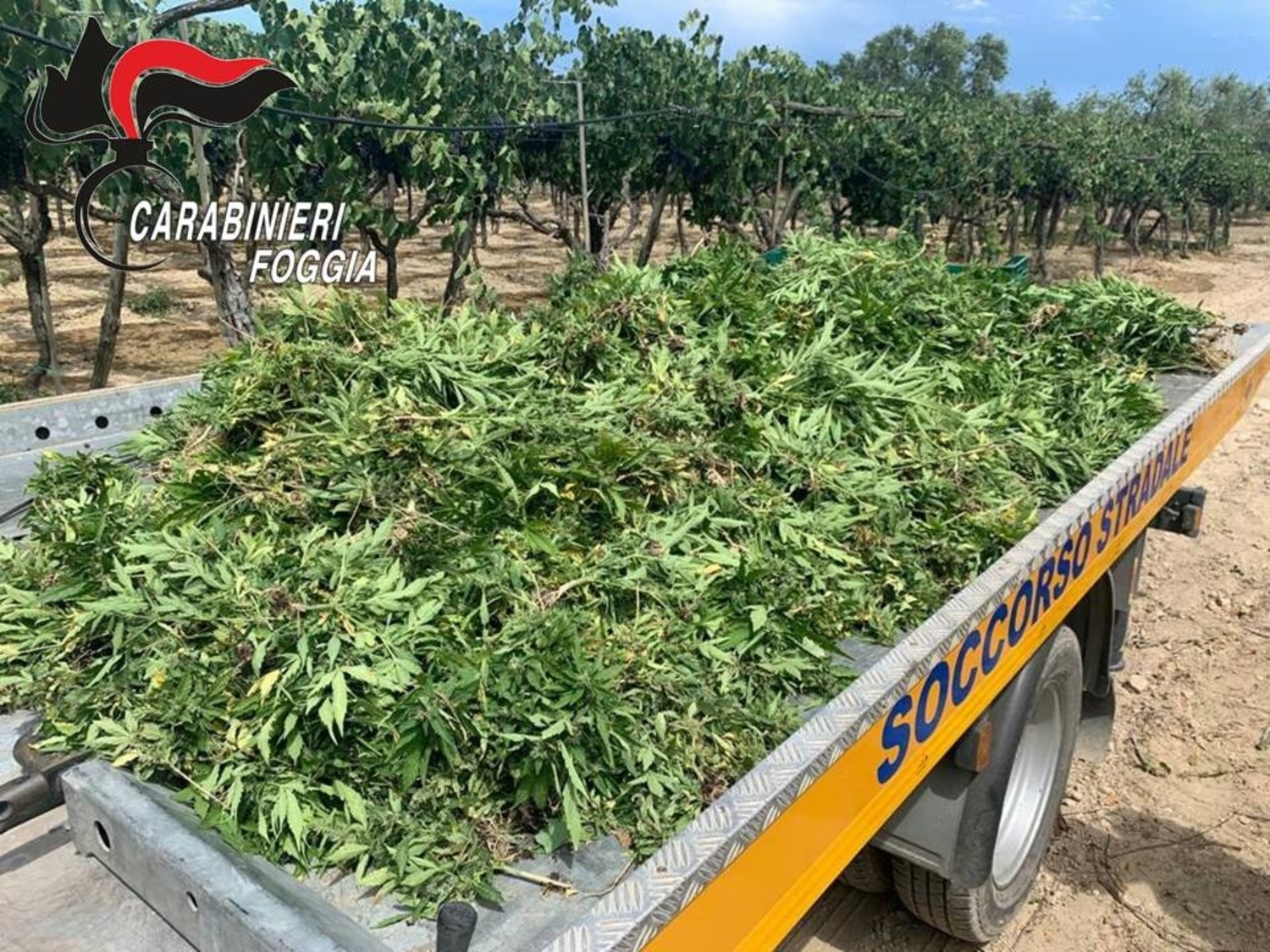 cannabis-trinitapoli