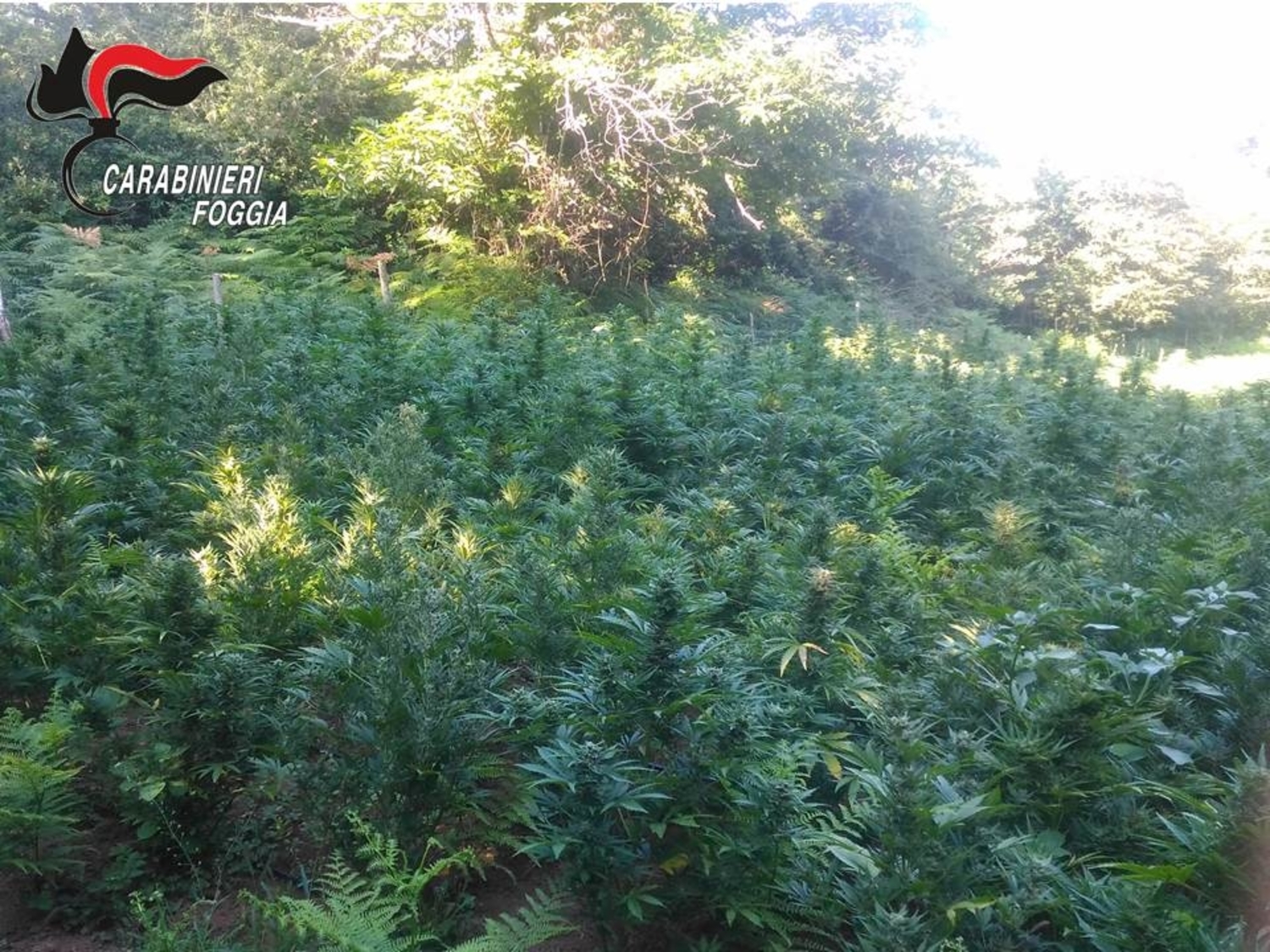 piantagione-cannabis-gargano