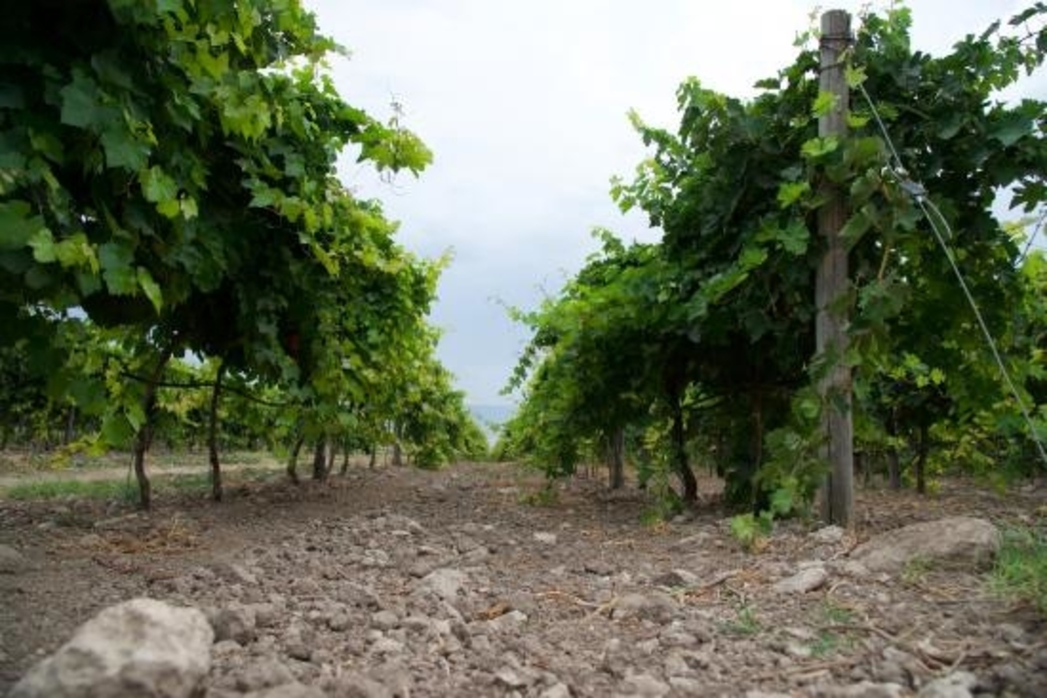 san-severo-vigneto-abbattuto