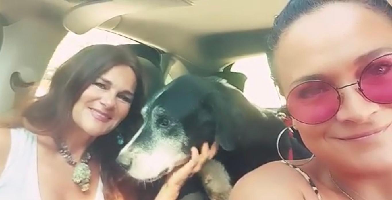 foggia cane caramello