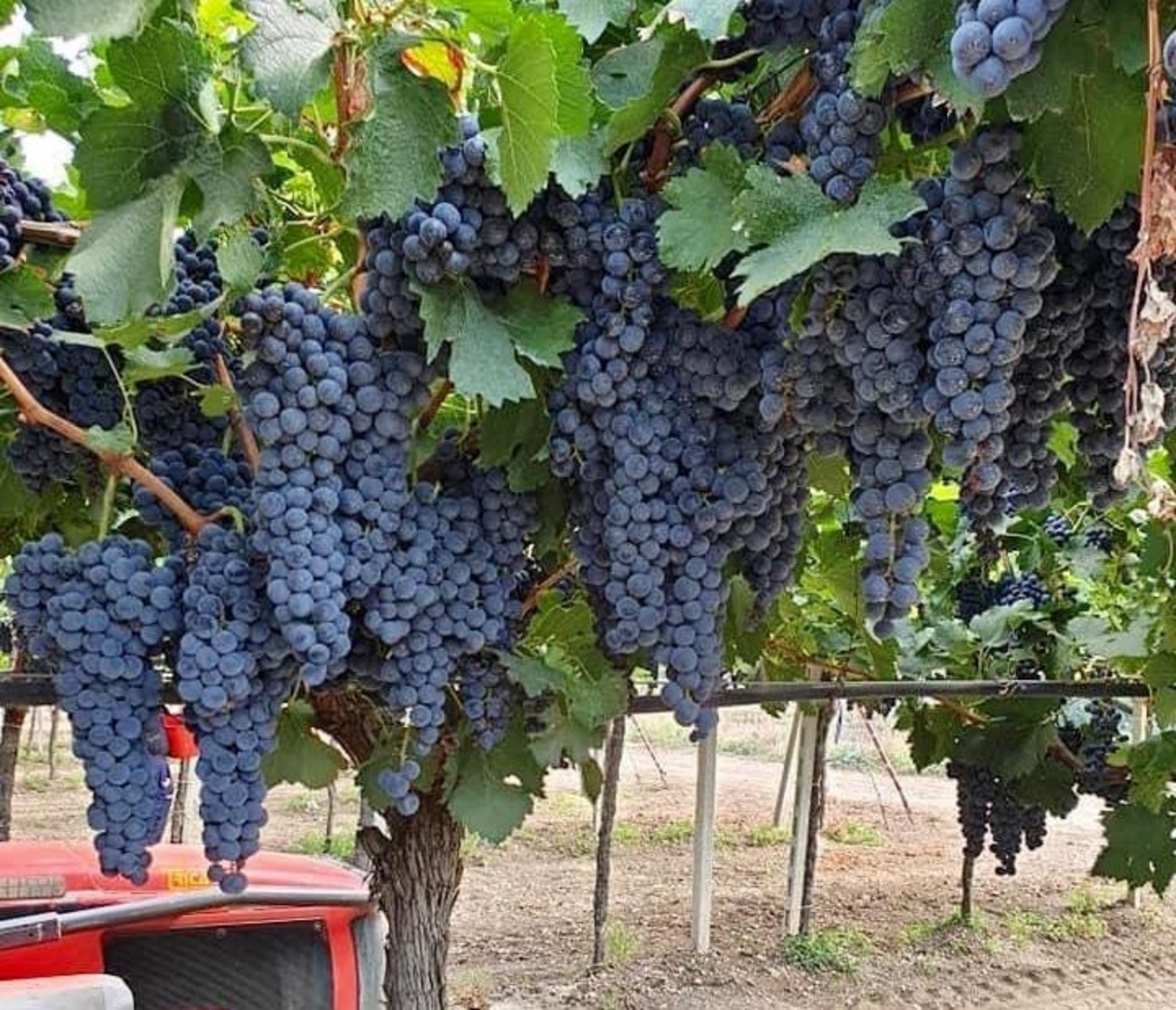 foggia-uva