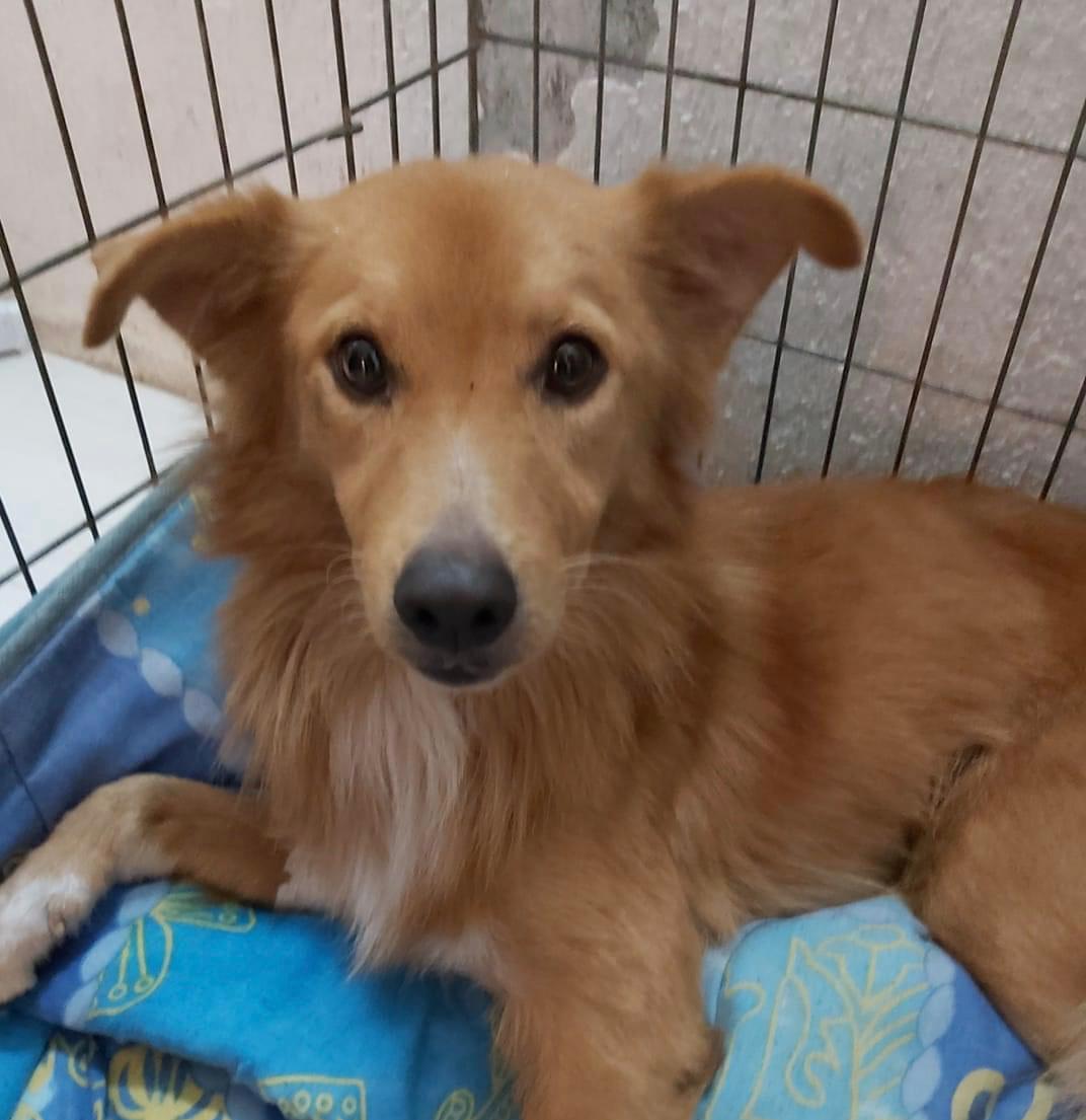 michelino foggia cane