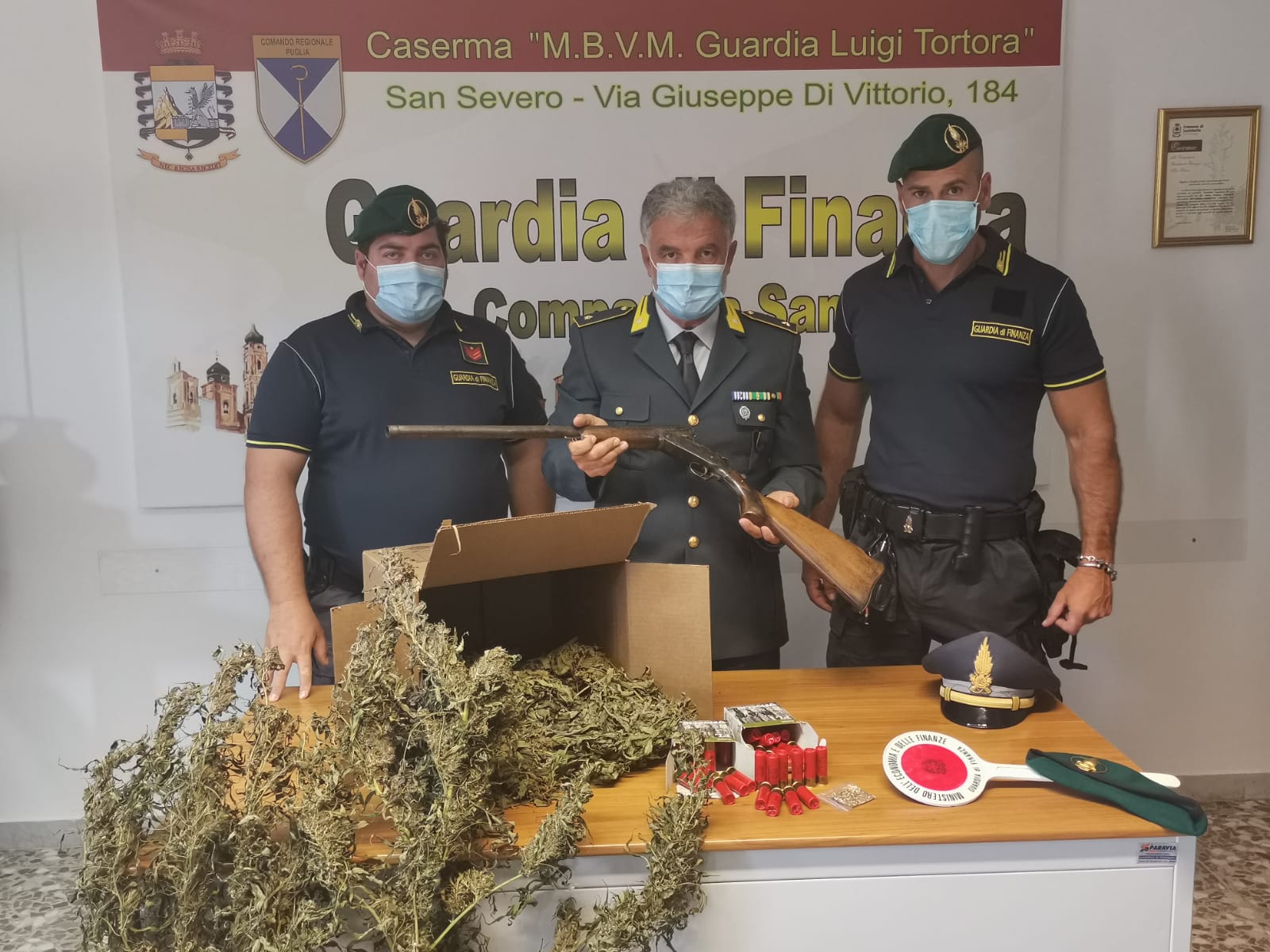 piantagioni canapa foggiano