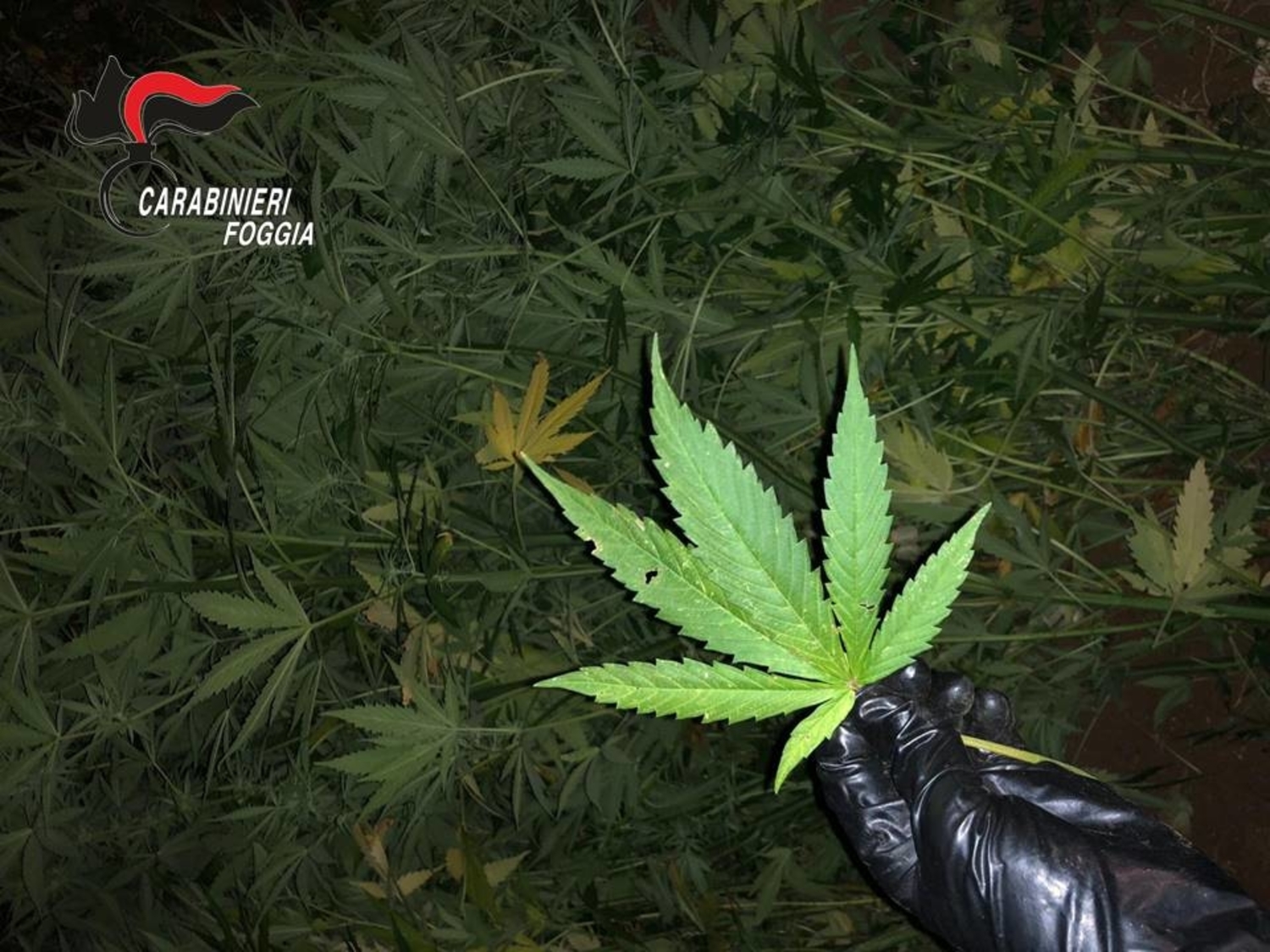 san-marco-in-lamis-marijuana