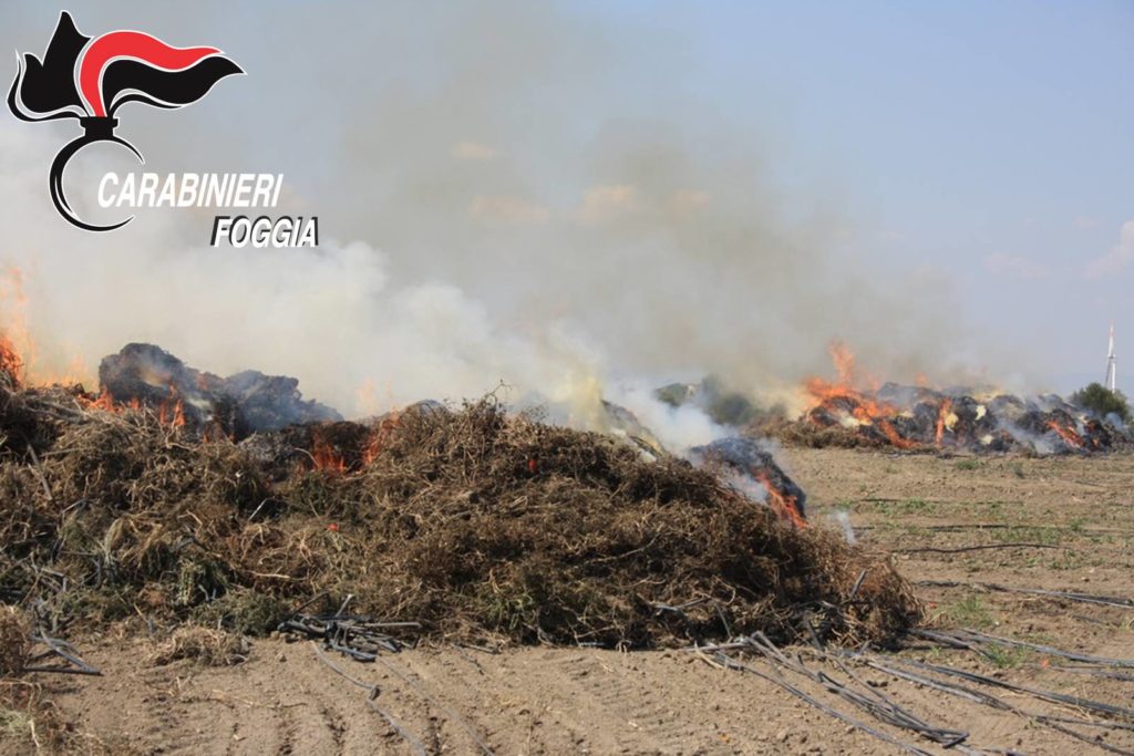 Roghi-campagne-del-Foggiano