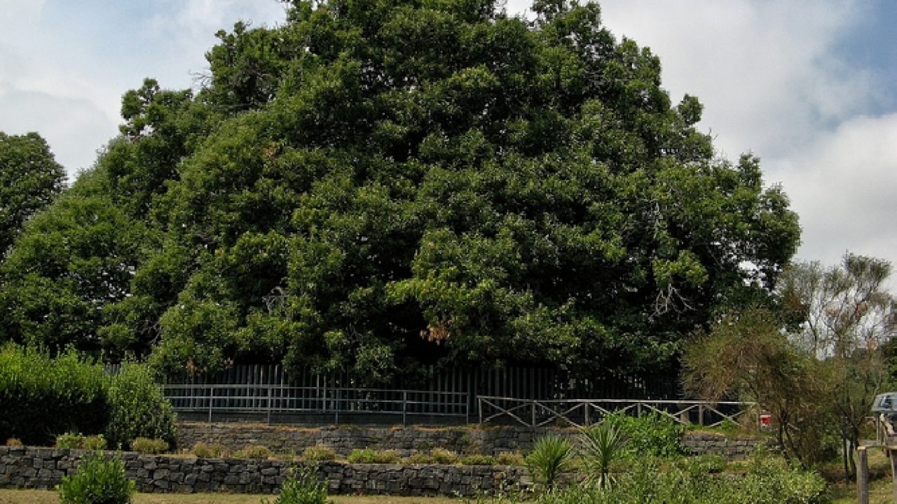 castagno-cento-cavalli