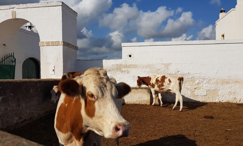 puglia zootecnia allevamento
