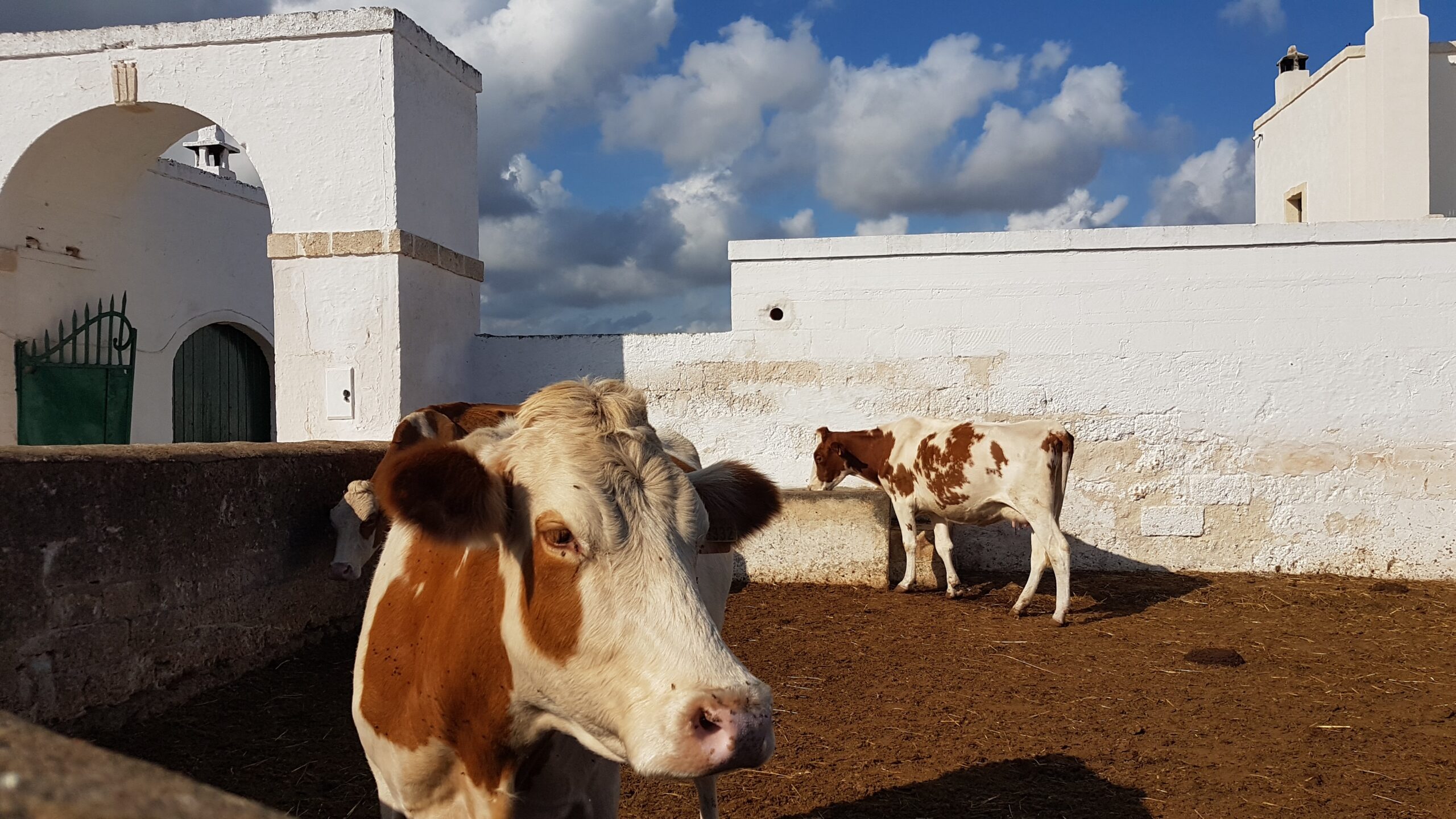 puglia zootecnia allevamento