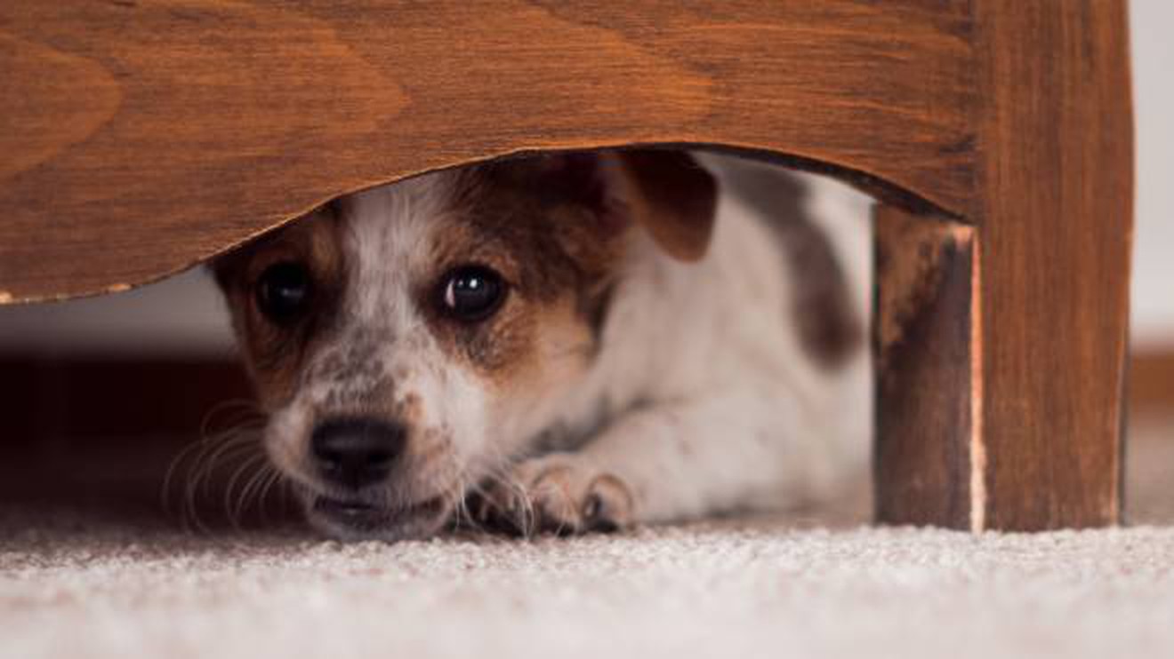 botti-capodanno-cani