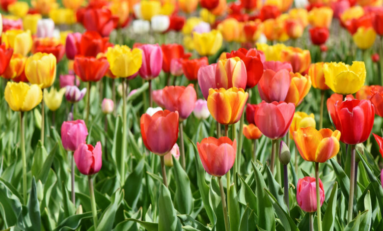 tulipani-foggia