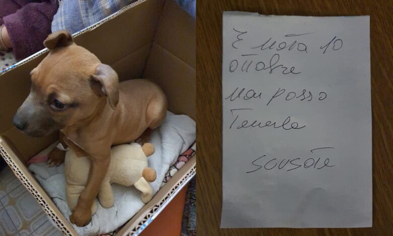 cane foggia