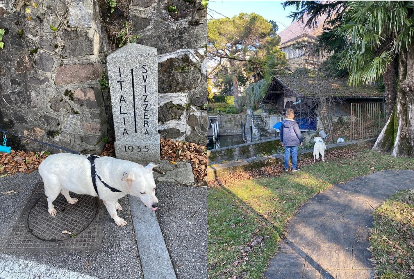 cane foggia a largo raggio