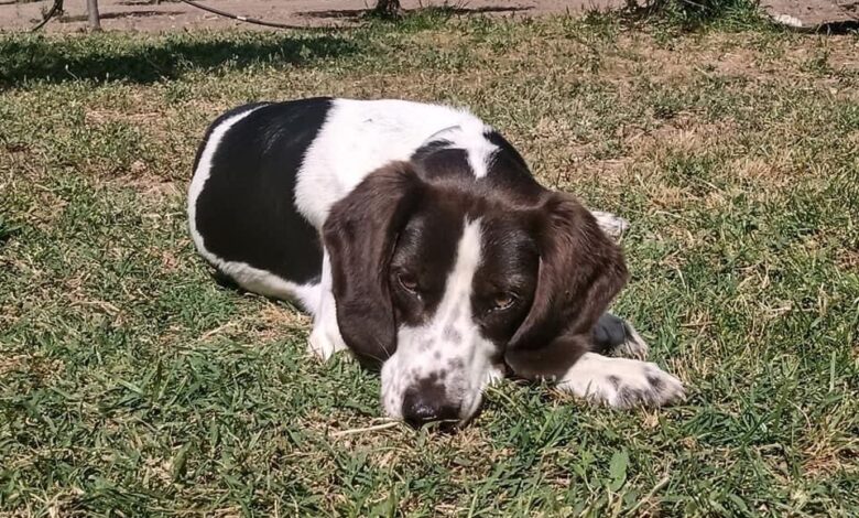 foggia cane scomparso