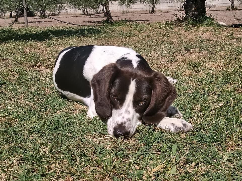 foggia cane scomparso