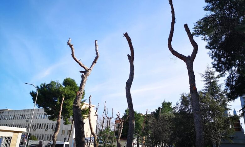 riuniti alberi