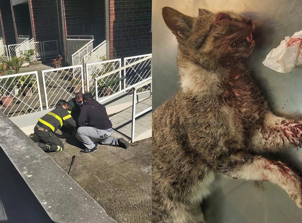 foggia gatto investito