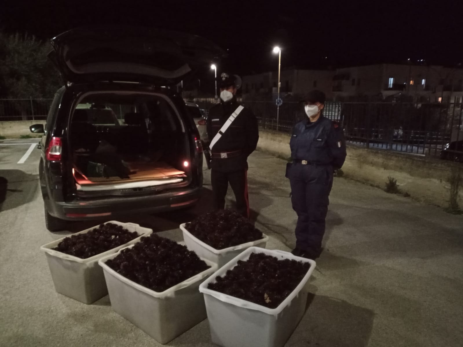 mattinata pesca abusiva ricci