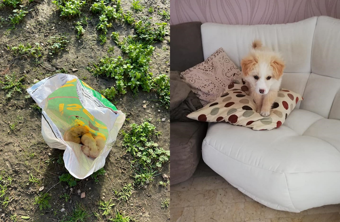 cani foggia a largo raggio