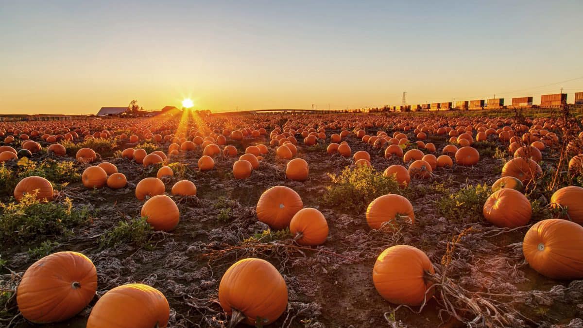 campo zucche di puglia