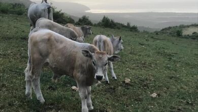 Photo of “Treno della Transumanza”: in treno alla scoperta del mondo podolico tra percorsi, degustazioni e visite
