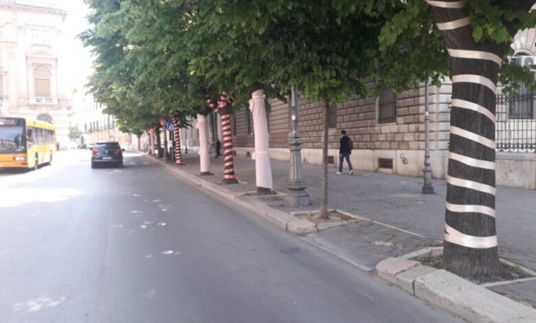 alberi foggia corso garibaldi