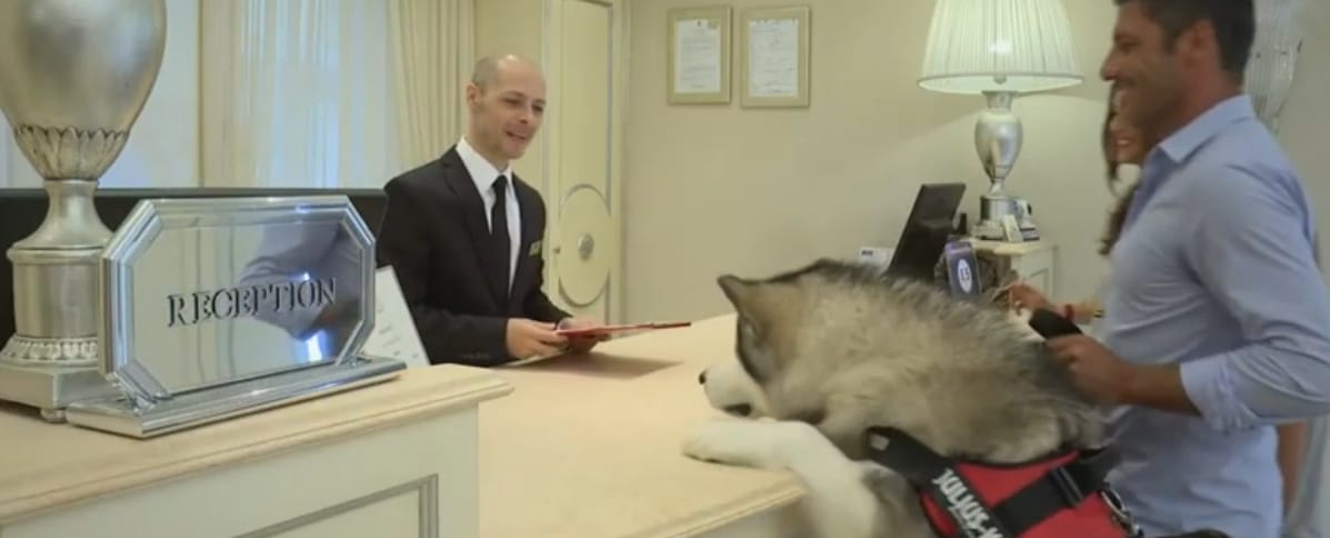 cani in albergo