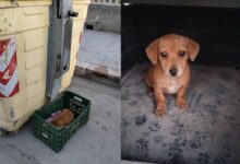 Photo of Vieste, cucciolo abbandonato in una cassetta per la frutta tra i bidoni della spazzatura