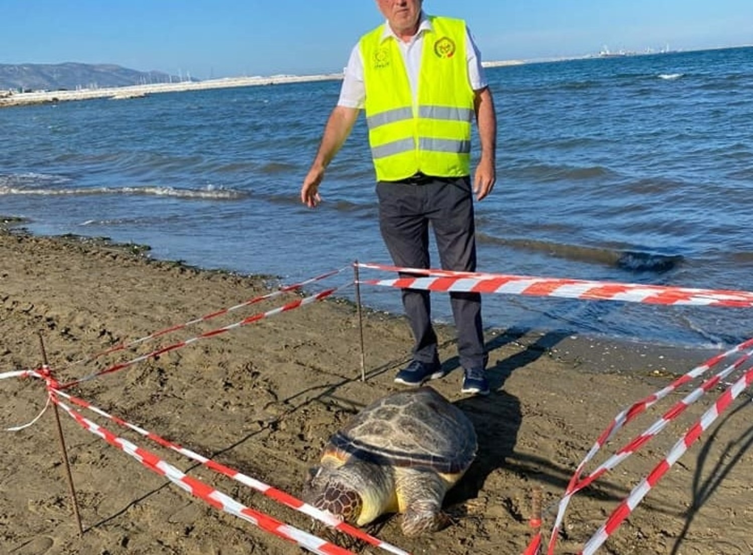 caretta caretta manfredonia