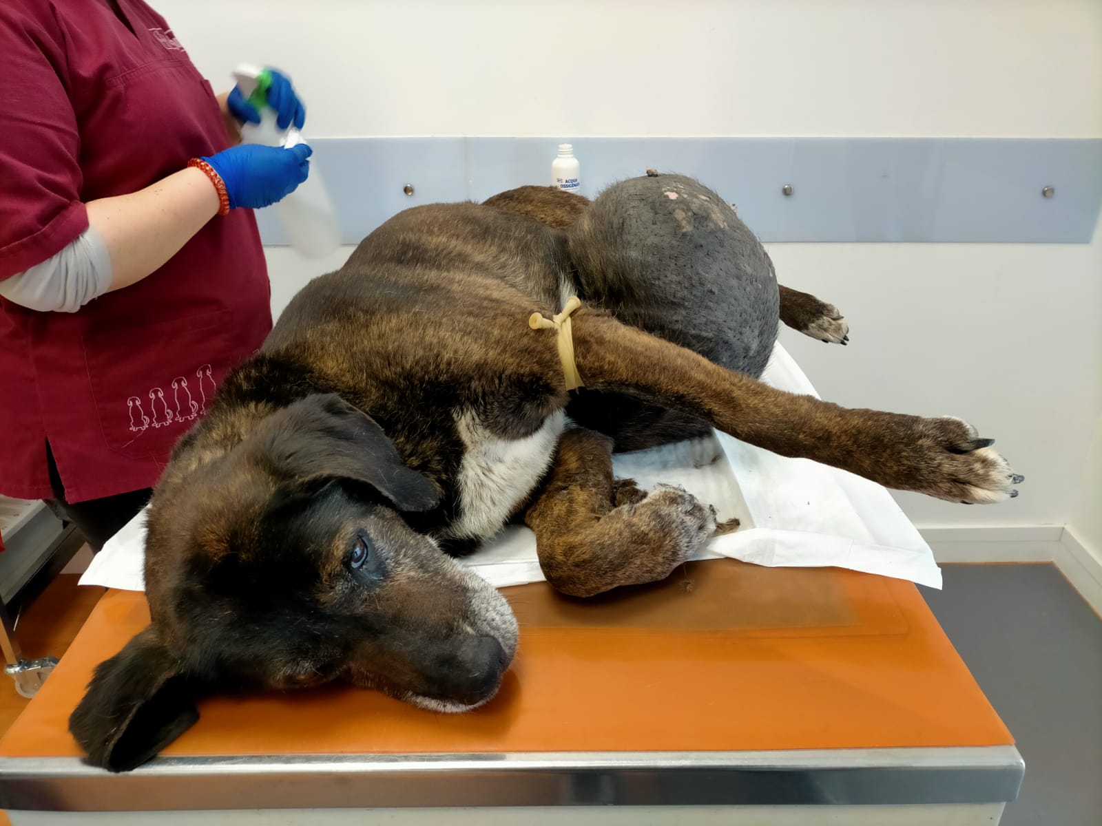 foggia cane tumore salvato