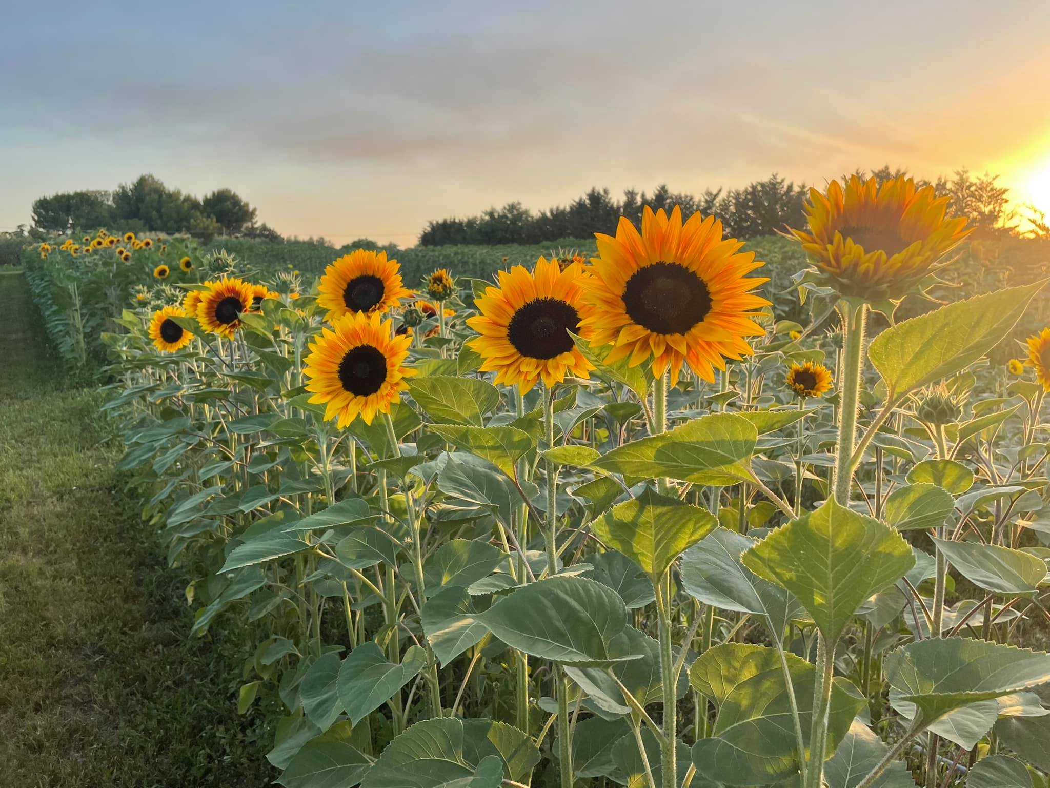 campo girasoli puglia