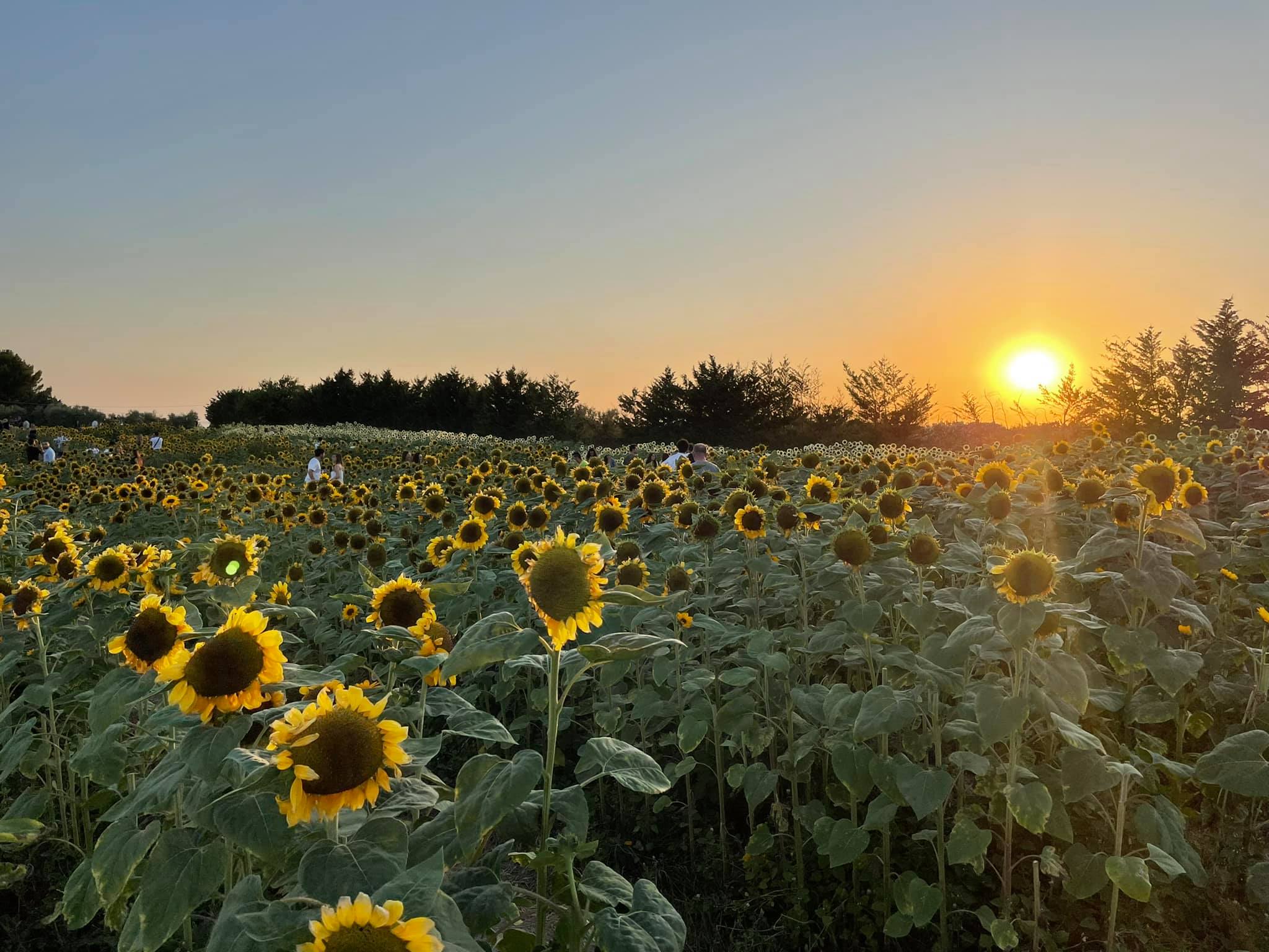 girasoli foggia