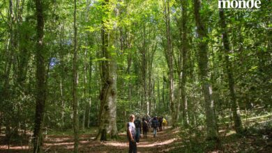 Photo of I cammini di Mònde 2021: passeggiata teatrale e possibilità di percorrere la Foresta in mountain bike