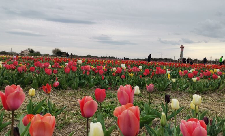 Photo of Sold out per il campo di tulipani di Cascina Savino. Giuseppe Savino: “Con la natura regaliamo sorrisi”