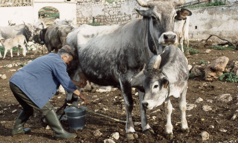 Photo of Contributi a fondo perduto per salvaguardare la mucca podolica del Gargano