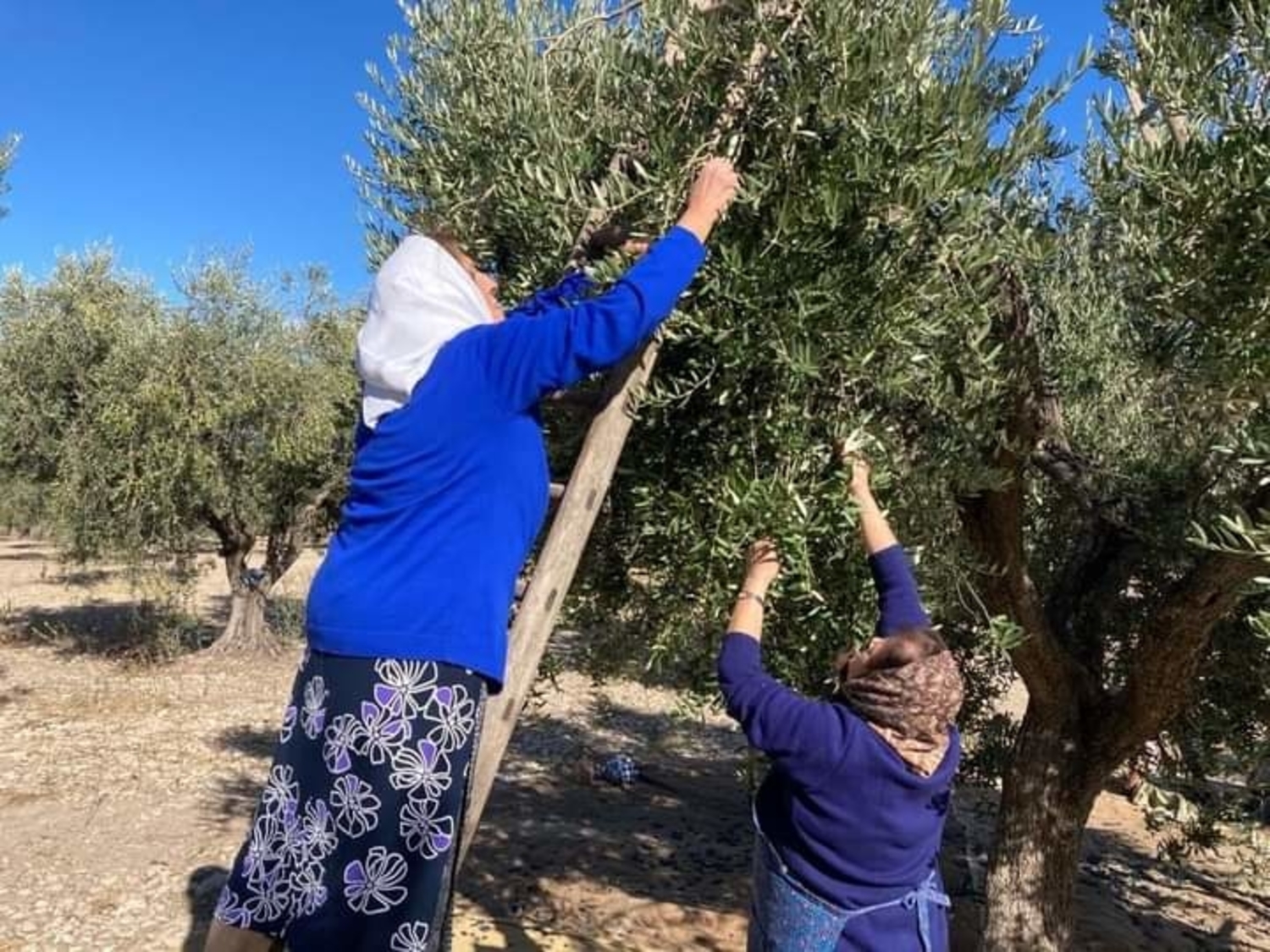 troia immacolata 8 dicembre