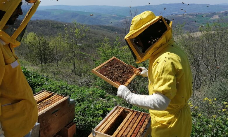 Photo of Adotta un’arnia per salvaguardare le api e la biodiversità. L’iniziativa promossa da Ortovolante
