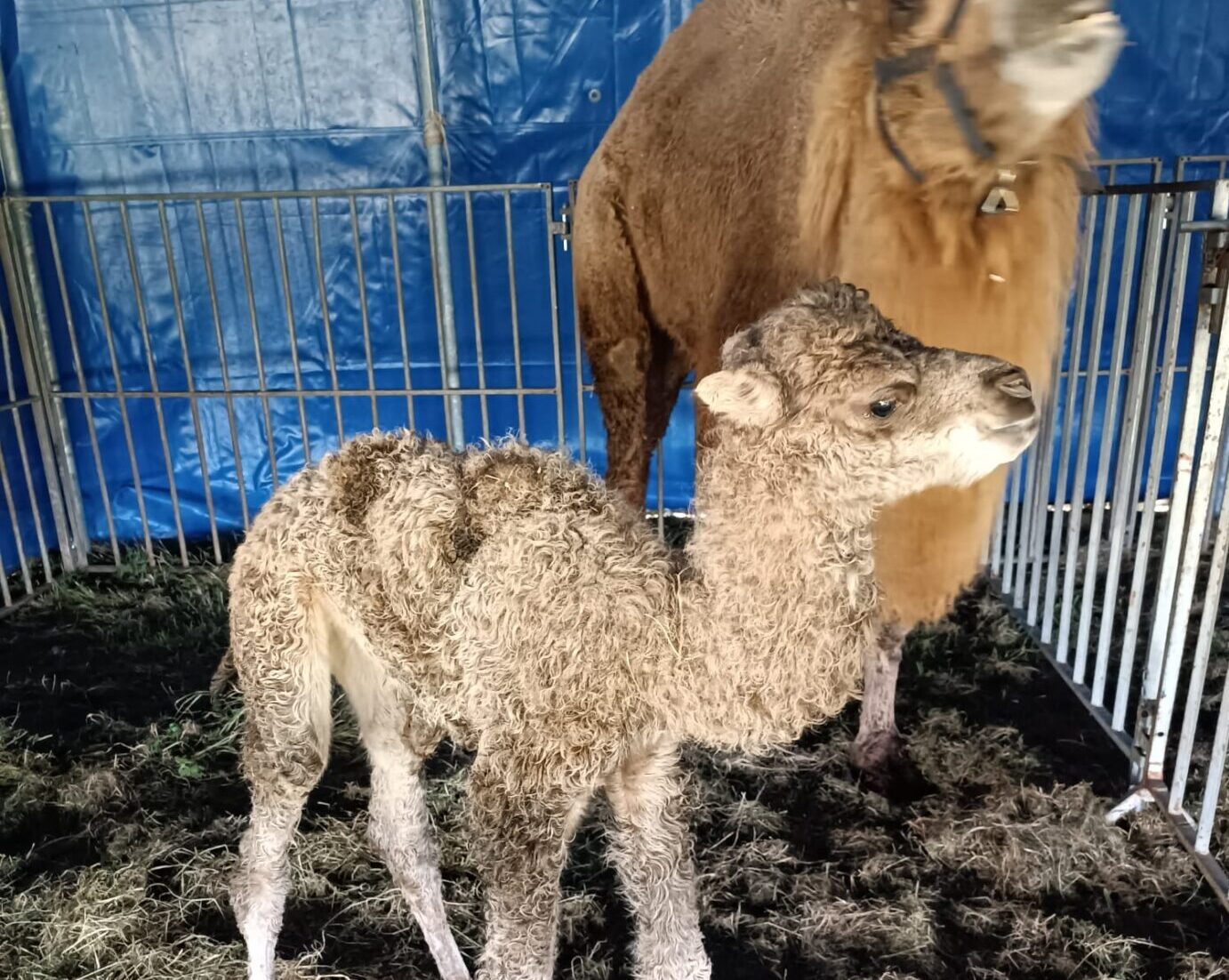 Nasce cucciolo di cammello