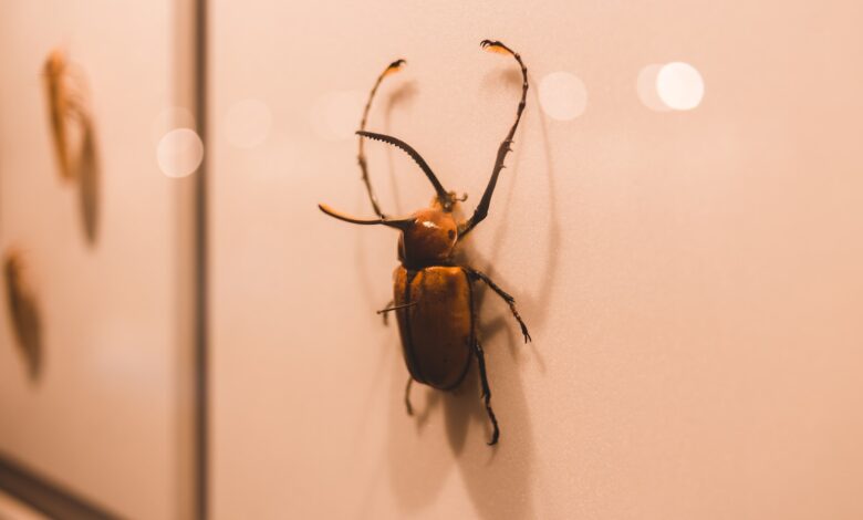 brown and black beetle on white surface